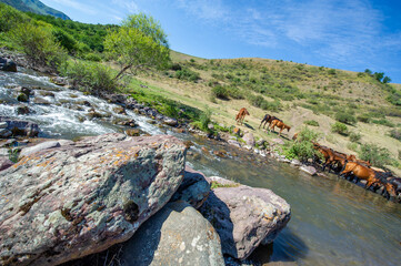 Horses quench their thirst in a fast-flowing river. The beauty of nature captured as horses drink...