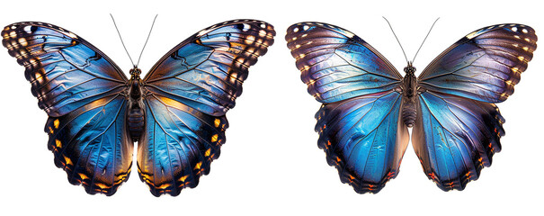 Morpho Peleides butterfly with spread wings on a transparent background. PNG.