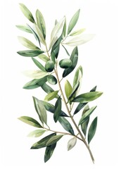 Gentle Watercolor Botanical Olive Branch Illustration Generative AI