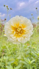 Beautiful close-up chandra mallika flower. Bright yellow cosmos.