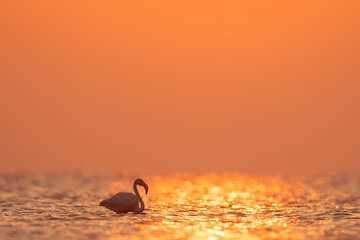 Silhouette of a Greater Flamingo and reflection of sunlight at Asker coast of Bahrain