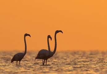 Silhouette of Greater Flamingos and dramatic hue in the morning hours at Asker coast of Bahrain