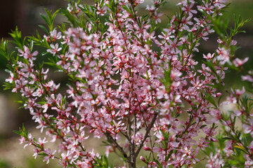 Floral background mass blooming pink almond flowers.