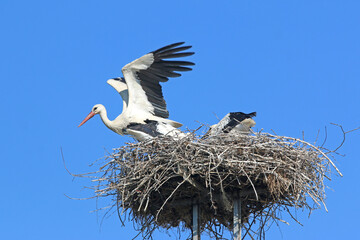 White storks in their nest	