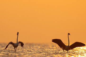 Silhouette of Greater Flamingos landing in the morning hours at Asker coast of Bahrain