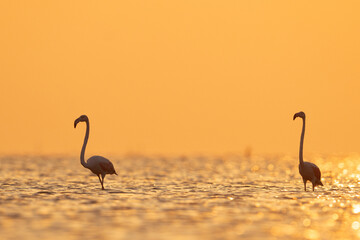 Silhouette of Greater Flamingos during sunrise at Asker coast of Bahrain