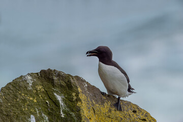 Alca torda. Black-and-white seabird with a thick and blunt bill. Breeds in colonies on rocky...