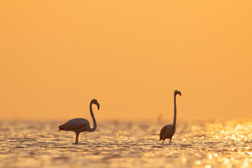 Silhouette of Greater Flamingos in the morning hours during sunrise at Asker coast of Bahrain