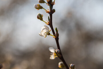 Spring white blooming cherry tree flowers. The background has a nice bokeh