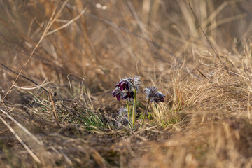 Spring purple flower in the meadow - Grasshopper - Pulsatilla pratensis at sunset.