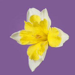 Obraz na płótnie Canvas White narcissus flower with a yellow center on a dark purple background.
