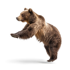 Energetic brown bear balancing on one paw