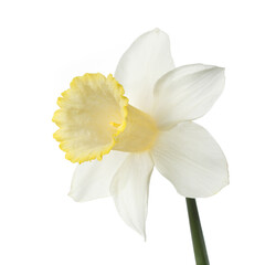Naklejka na ściany i meble Delicate daffodil flower Isolated on a white background.