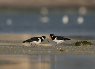 A pair of Oystercatcher at Eker creek of Bahrain during low tide