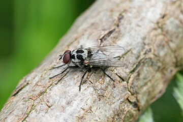 Closeup on the colorfyl grey and black spotted Anthomyia procellaris fly, sitting on a branch of a...