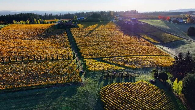 Aerial: The Setting Sun Casts A Golden Hue Over The Vineyard'S Autumnal Foliage, Highlighting The Serene Rural Landscape. - Sherwood, Oregon