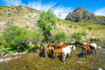 Horses gather around the river to drink a refreshing drink. The sound of hooves splashing in the...