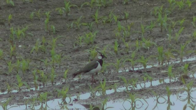Bird Northern lapwing, Vanellus vanellus on field with green growing grain in spring rainy day. Topics: ornithology, natural environment, fauna, flora, springtime, cultivation