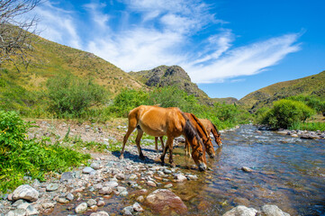 Horses gather near a rushing river to quench their thirst. The sound of hooves splashing on water...