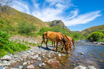 Mighty horses quench their thirst in a fast-flowing river. The beauty of nature is reflected in the...