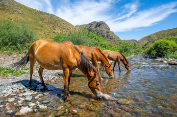 Horses graze peacefully by a fast-flowing river. The sound of hooves and water create a serene...