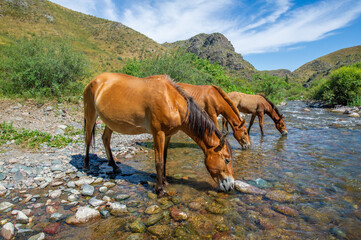 Horses gather near the flowing river to quench their thirst. Flowing water gives the herd a...