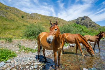 River racing with horses drinking water. Natural scene with a flowing river and a herd of horses. A...