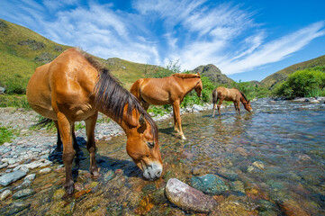 Horses gather near the river to drink. Nature scene in motion with wild horses. The Spring River is...