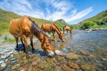 The horses gathered on the river bank to quench their thirst. They splash and neigh, drinking from...