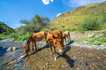 Horses gather near the river to drink. Nature scene in motion with wild horses. The Spring River is...