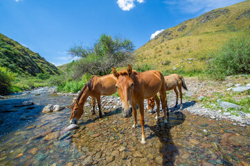 Horses gather around the river to quench their thirst. The sound of flowing water adds to the...