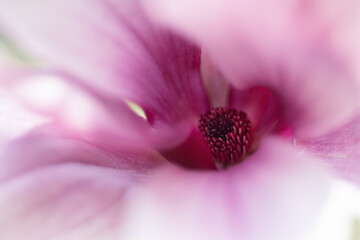 Różowy kwiat magnolii, tapeta