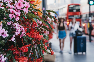 Unidentified tourists walking on a street in London, UK, past the blossoming flowers.