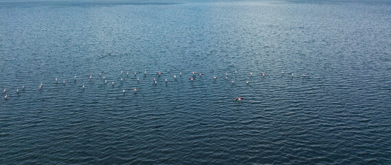 Group of flamingos birds shot from aerial view