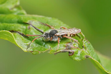 Closeup on a male Large Bear-clawed Nomad Bee, Nomada alboguttata sitting on a green leaf
