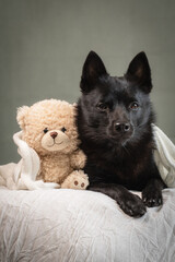 Black dog with a teddy bear