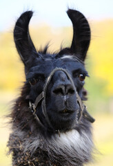 Llama face in halter closeup with blurred fall season color in background, alert ears of animal listening.