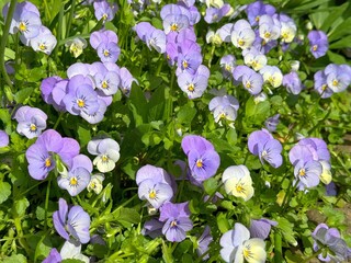Flowers pansies viola blue violet blossom.