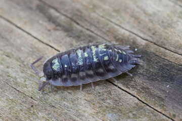 Closeup on an Common woodlouse, Oniscus asellus on a piece of wood
