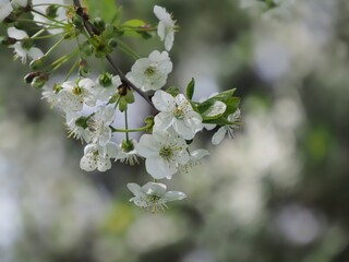 Zweig mit weißen Blüten