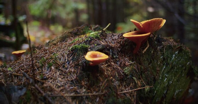 Orange fungi growing on forest log. Natural macro shot with moss and forest background.