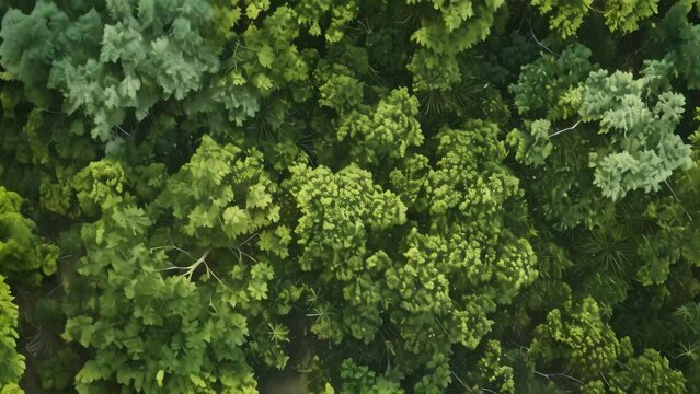 Aerial View of Dense Forest With Towering Trees, Cascades of various shades of green depicting a dense forest canopy