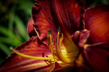 Close up of a red daylily (Lilium)