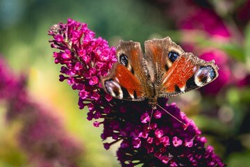 Peacock butterfly on a buddleia flower in summer.