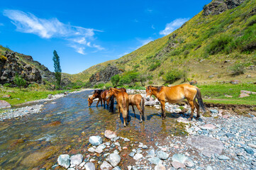 Natural beauty of a mountain river. A herd of horses peacefully drinking from a stream. A...