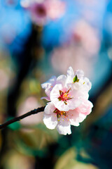 Lovely Pink Spring Bloom on the Branch of a Flowering Tree with Soft Blue Sky Behind