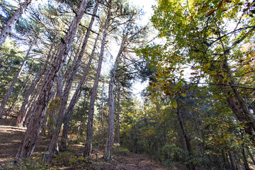 autumn trees bottom view low angle shot of a tranquil fall forest