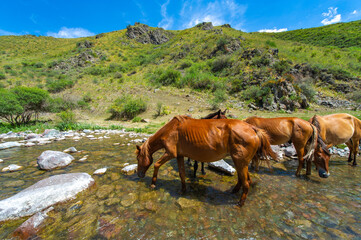 Fototapeta na wymiar Natural beauty of a mountain river. A herd of horses peacefully drinking from a stream. A picturesque and tranquil place among the wonders of nature.