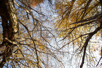 Obraz premium autumn trees bottom view low angle shot of a tranquil fall forest
