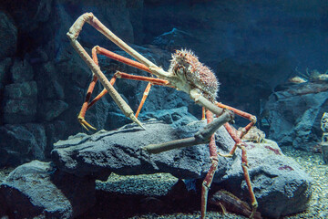 Spider crab inside an aquarium. Huge crustacean clinging to a stone with its long legs.  © LRafael